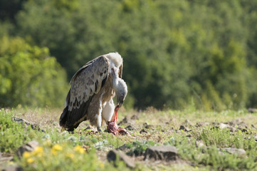 Griffon Vulture eats