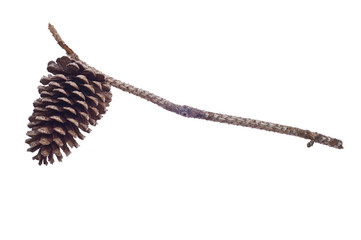 Pine Cone and Branch