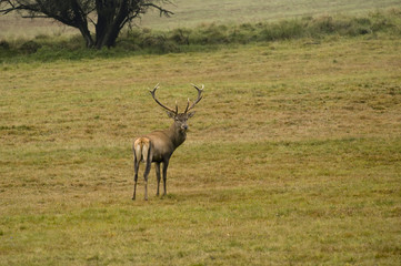 deer with big horns