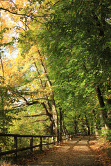 Herbststimmung im Wald