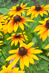 Yellow rudbeckia