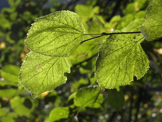 beginnende Laubfärbung