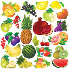 Fruits on a white background. Vector art-illustration.