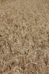 Wheat
