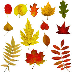 Autumn leaves collection