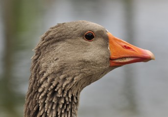 wild goose portrait