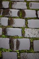 Background from the wet pavement with grass