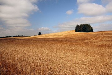 Fototapeta premium Wheat field Denmark