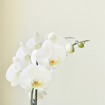 Fototapeta weiße Orchidee
