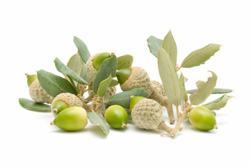 oak acorns
