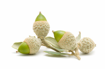 oak acorns
