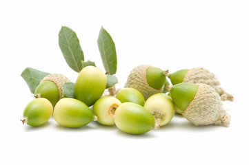 oak acorns