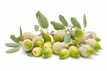 oak acorns