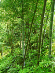 Fototapeta na wymiar Forêt de bambous