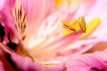 fiori © Tesgro  Tessieri