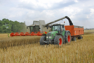 Obraz premium Mähdrescher und Traktor bei der Rapsernte 130