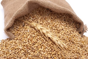 The scattered bag with wheat of a grain