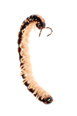 animal millipede