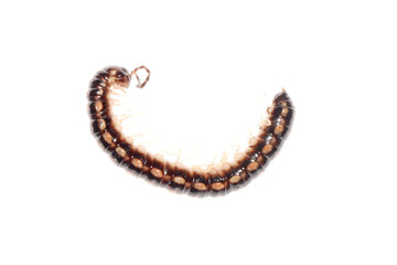animal millipede