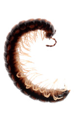 animal millipede
