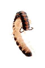 animal millipede