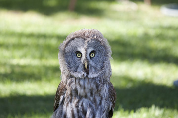 Gran lechuza gris