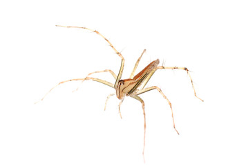 animal spider macro shot, isolated on white.