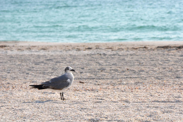 Fototapeta na wymiar Mewa stojących na piasku na plaży