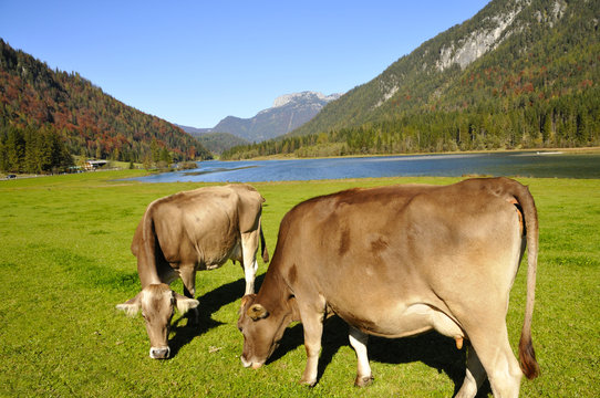Cows in Tirol