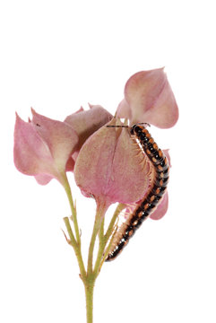 animal millipede on flower