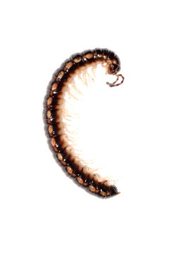 animal millipede
