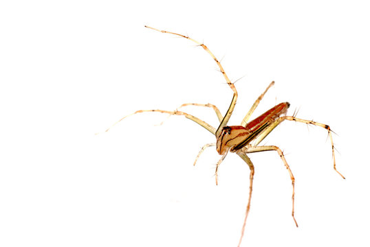 animal spider macro shot, isolated on white.