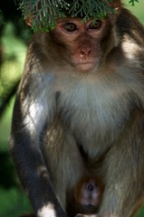 Rhesus macaques.