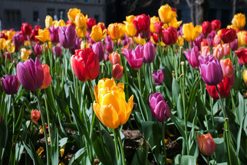 Obraz premium Tulips