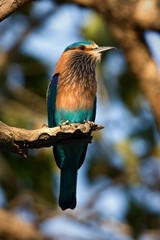 Indian Roller Coracias benghalensis