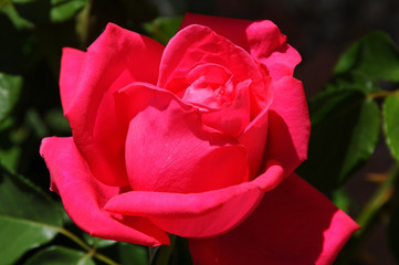 Single red rose