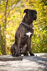 Boxer dog outdoor
