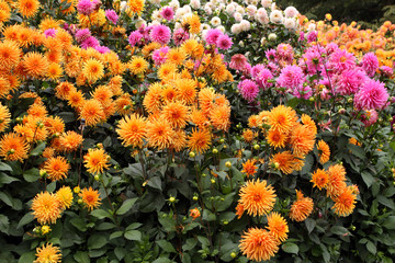 Dahlien © Benshot