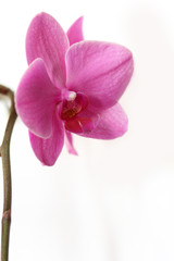Naklejka premium pink orchid flowers