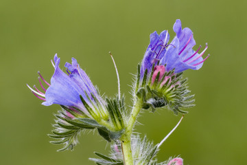 Natternkopf, Echium vulgare