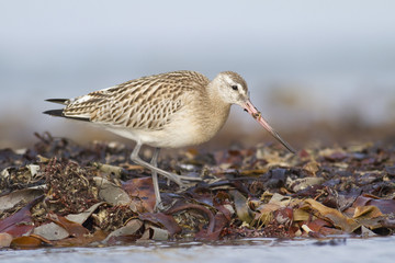 Pfuhlschnepfe (Limosa lapponica)