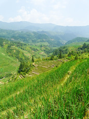 Rizières en terrasses du Guangxi