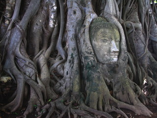 remains of stone budda head in the tree roots