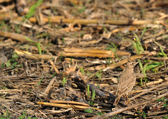 Crested Lark