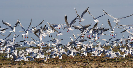 seagulls in flight