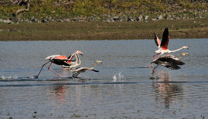 flamingo in flight