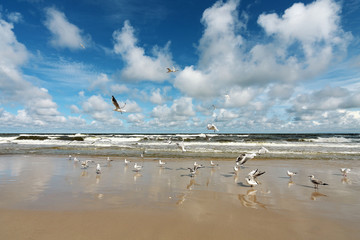 Wildlife