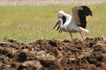 Stork in levels