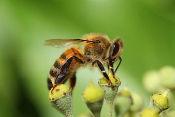 Abeille macro