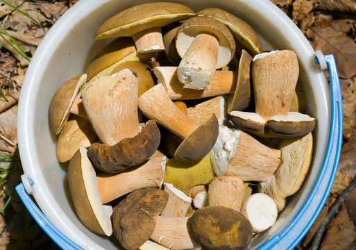 Mushrooms in bucket 1
